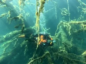 Kreidesee_Unterwasserwald_webP